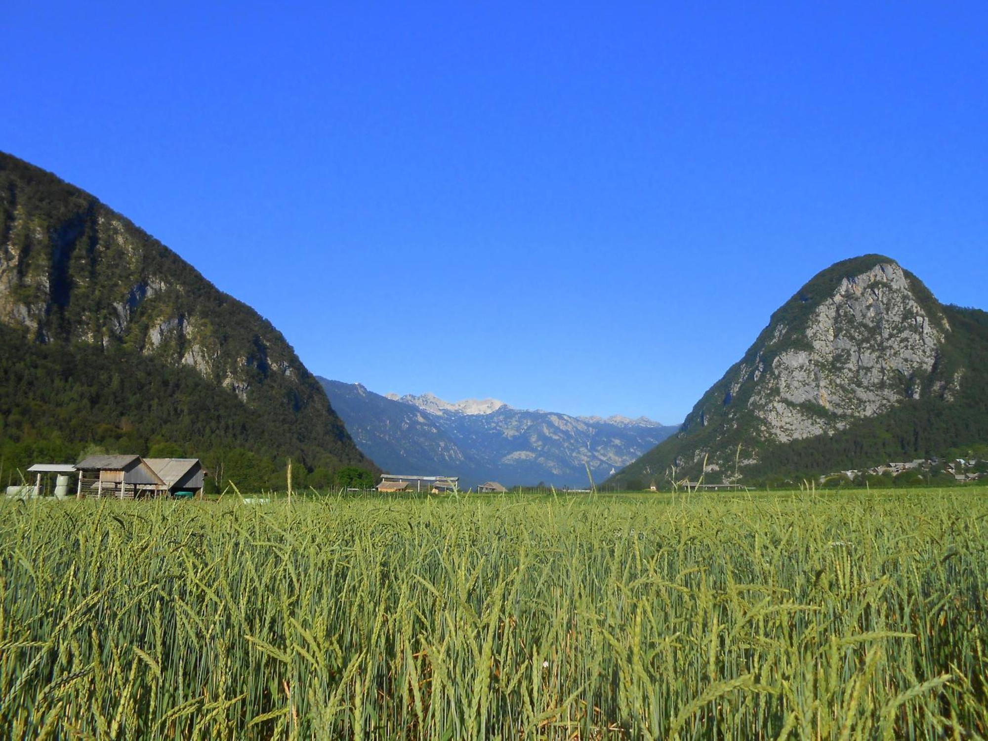 Appartement V Objemu Gora à Bohinj Extérieur photo